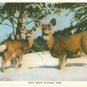 Cover image of Deer, Banff National Park