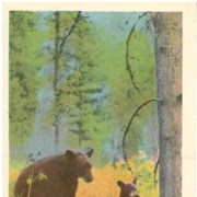 Cover image of Black Bear and Cubs, Banff National Park