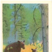 Cover image of Black Bear and Cubs, Banff National Park