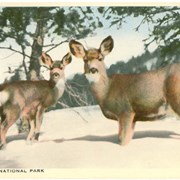 Cover image of Deer, Banff National Park