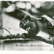 Cover image of Red Squirrel, Banff National Park