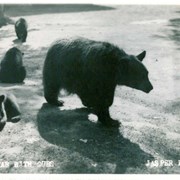 Cover image of Bear with Cubs Jasper Park.