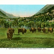 Cover image of 20 Beautiful Views of Canadian Pacific Rockies, The Road through the Switzerland of America