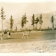 Cover image of Deer on Golf Course - Jasper Park Lodge