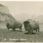 Cover image of Buffalo, Banff