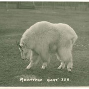 Cover image of Mountain Goat