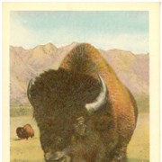 Cover image of Buffalo or Bison, Banff National Park