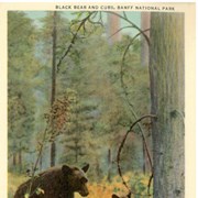 Cover image of Black Bear and Cubs, Banff National Park