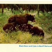 Cover image of Banff National Park 10 Natural Color Prints