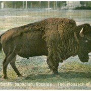 Cover image of Buffalo, Banff, Canadian Rockies. The Monarch of the Herd