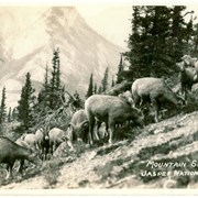 Cover image of Mountain Sheep, Jasper National Park