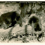 Cover image of Bear Cubs. Jasper National Park