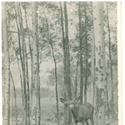 Cover image of Deer, Banff