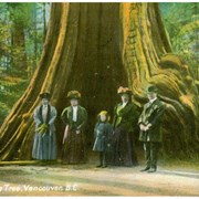 Cover image of Big Tree, Vancouver, B.C.
