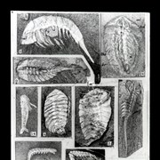 Cover image of 
[Several images of fossils][Burgess Shale?]