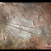 Cover image of 
[Image of fossil] [Burgess Shale?]