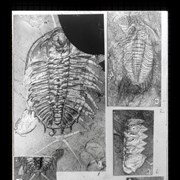 Cover image of 
[Images of fossils][Burgess Shale?]