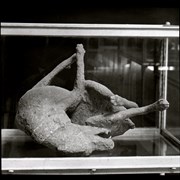 Cover image of [Petrified dog in case][Pompeii]