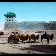 Cover image of [C]amel train at City, Wall, Peking
