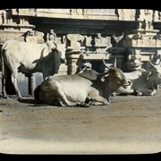 Cover image of Madras- Sacred Cows