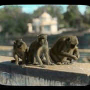 Cover image of Monkeys at Benares India