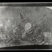 Cover image of 
[Photo of fossils]