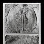 Cover image of 
[Photos of fossils]