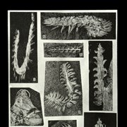 Cover image of 
[Photos of fossils]