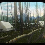 Cover image of [Camp in downed timber]
