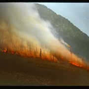 Cover image of Forest fire
