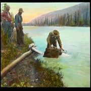Cover image of [Packer unloading drowned horse]