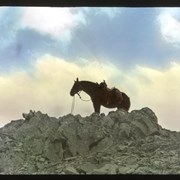 Cover image of [Saddlehorse on ridge]