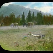 Cover image of [Horses at Kootenay Plains]