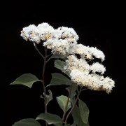 Cover image of Birch leaved spiraea
