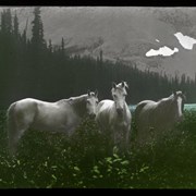 Cover image of Our horses on the shore of Nashan Lake [Watchman's]