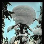 Cover image of [Snow formation on tree]