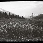 Cover image of [Teepee poles (on the Brazeau River?)]