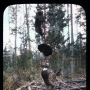 Cover image of Bears up a tree, Jasper National Park