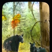 Cover image of [Black bear with cubs]