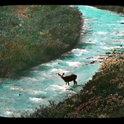 Cover image of [Deer in river]