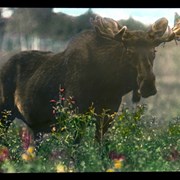 Cover image of Bull moose, Wainwright