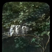 Cover image of [Baby owls]