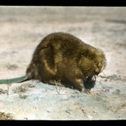 Cover image of Beaver