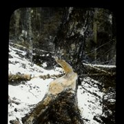 Cover image of Tree cut by Beavers, Ont. [Ontario]