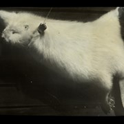 Cover image of Albino Beaver - caught North of Winnipeg