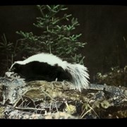 Cover image of The skunk, N.B. [New Brunswick]