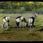 Cover image of [Antelope, Animal Paddock, Banff]