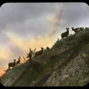 Cover image of [Mountain sheep]