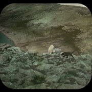 Cover image of Mtn. [Mountain] goat