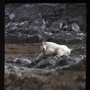 Cover image of Mountain goat